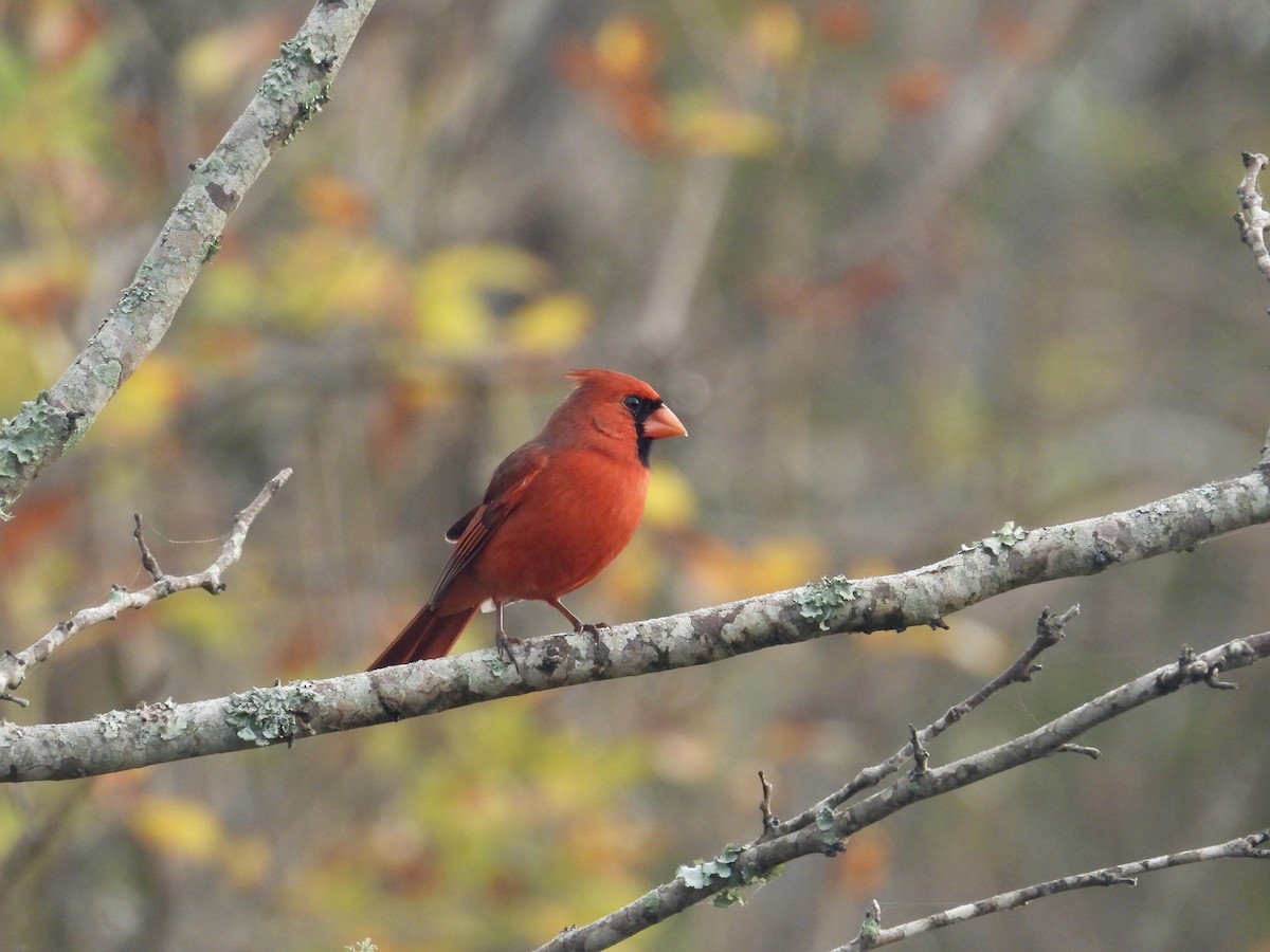 Красный кардинал - ML645579618