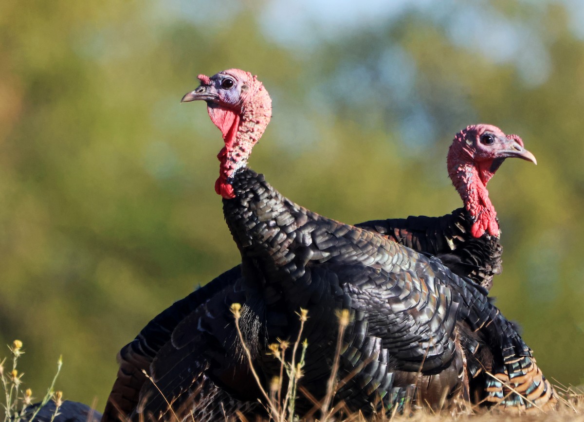 Wild Turkey - ML645579625