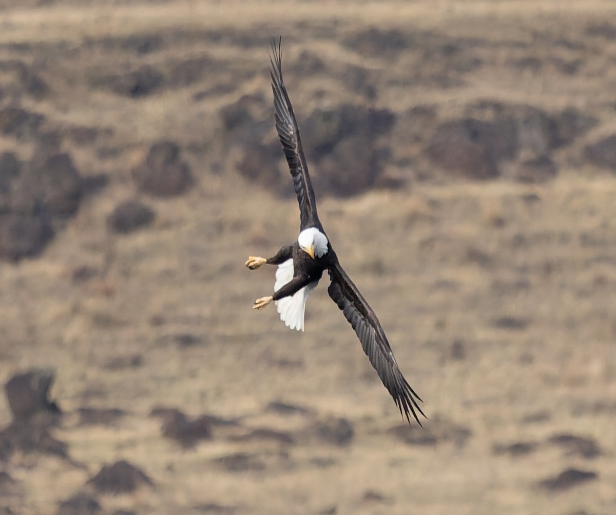 Bald Eagle - ML645579628