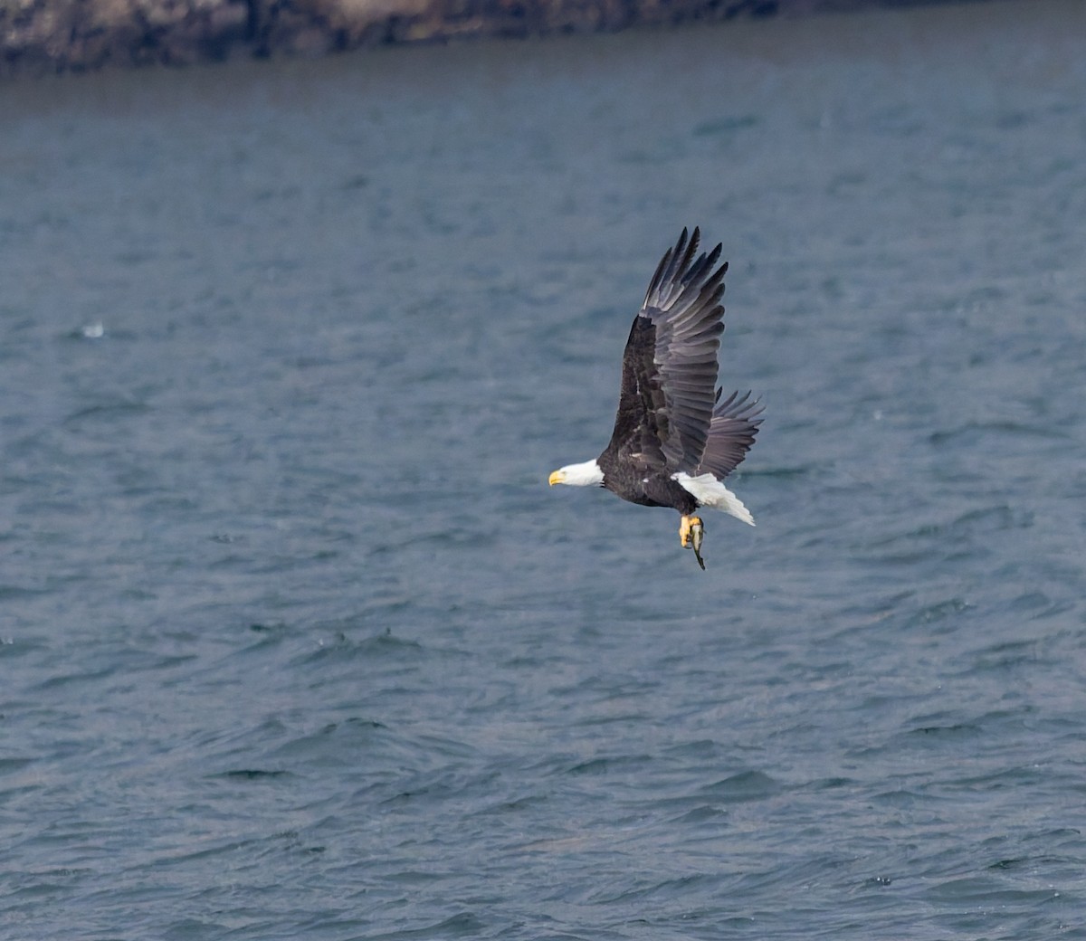 Bald Eagle - ML645579629