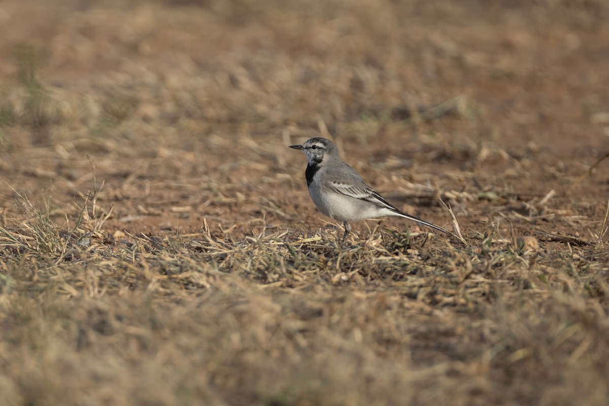 White Wagtail (ocularis) - ML645579639