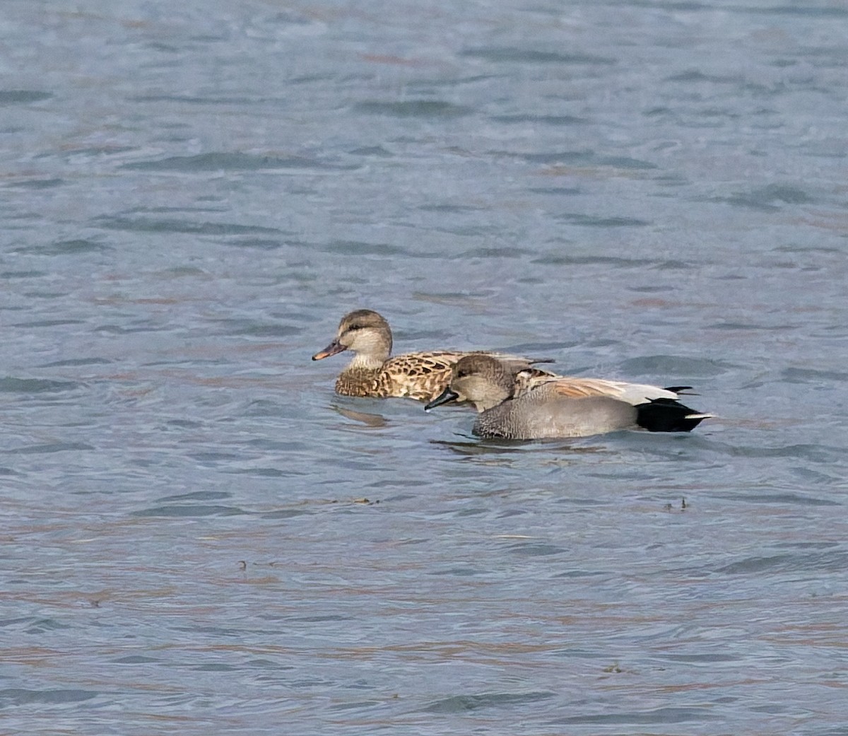 Серая утка - ML645579647