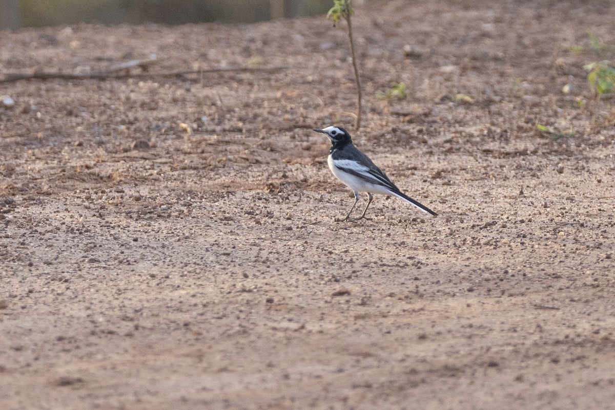White Wagtail (Hodgson's) - ML645579648