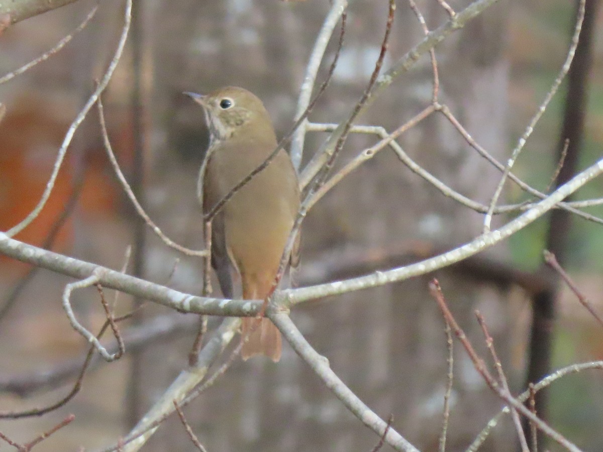 Hermit Thrush - ML645579654