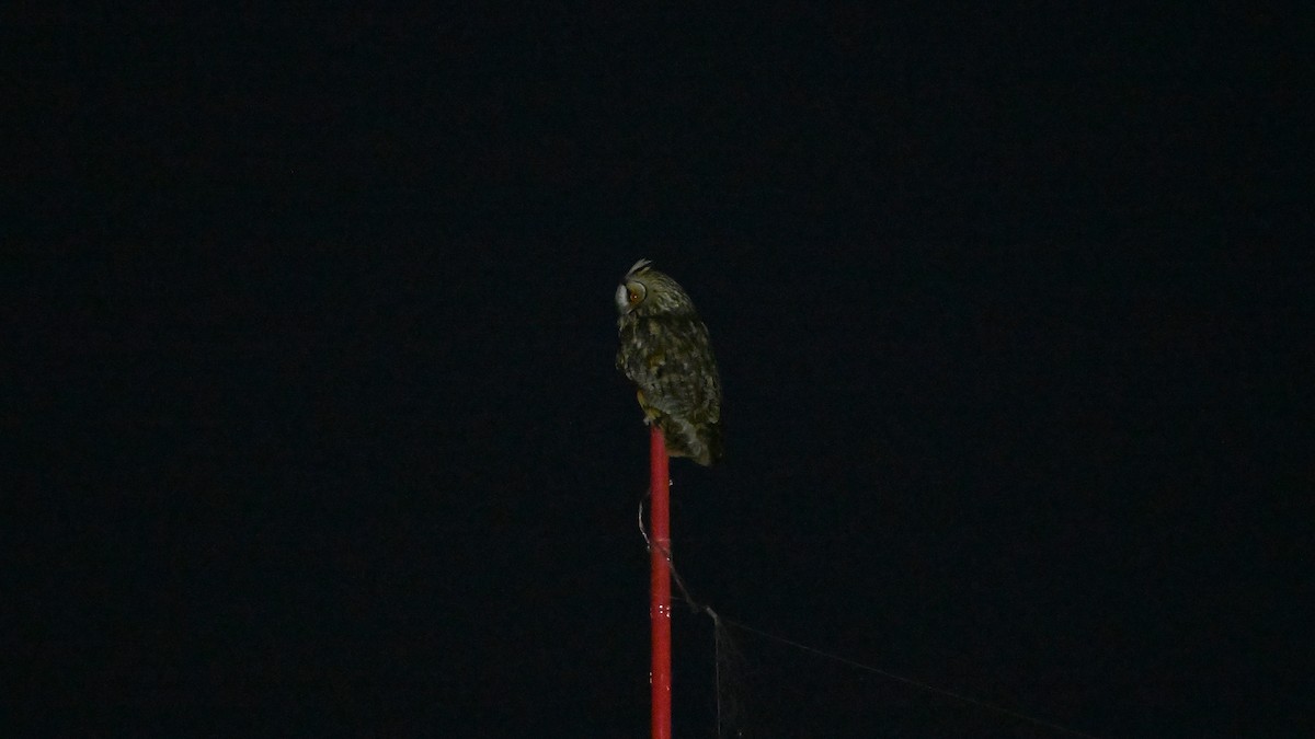 Búho Chico - ML645579657