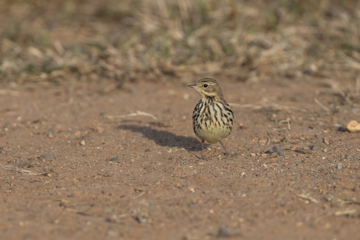 Red-throated Pipit - ML645579659