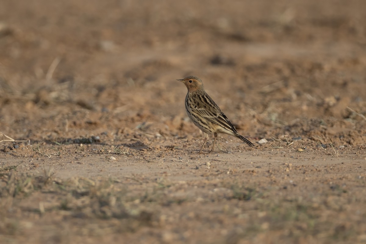 Bisbita Gorjirrojo - ML645579662