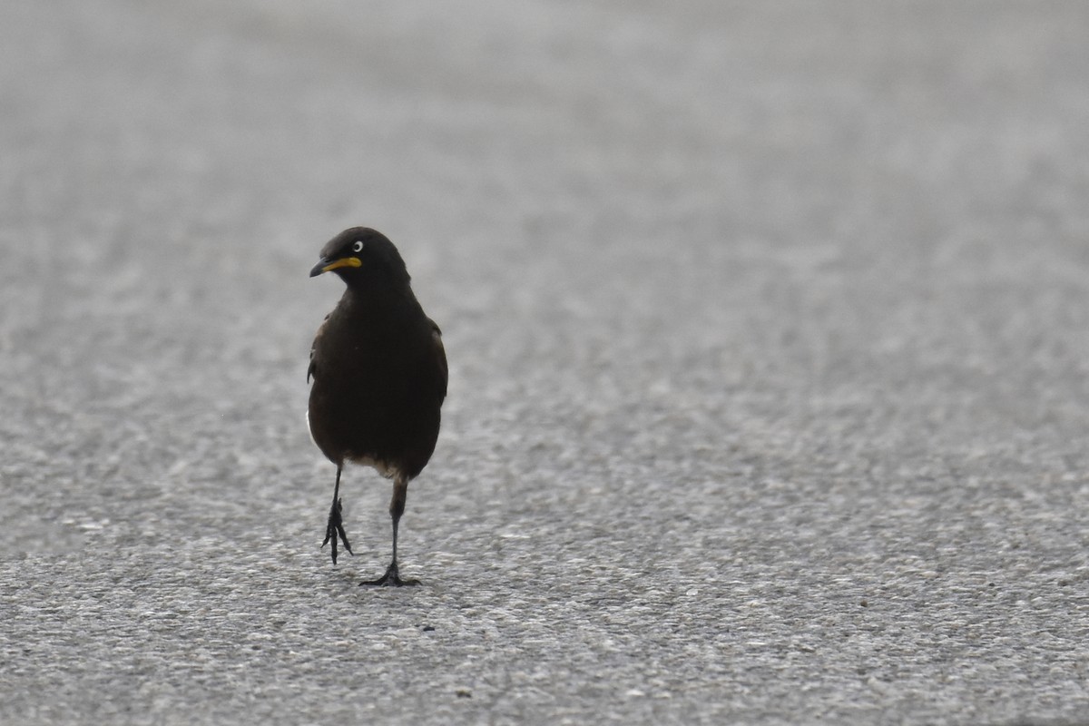 Estornino Bicolor - ML645579663