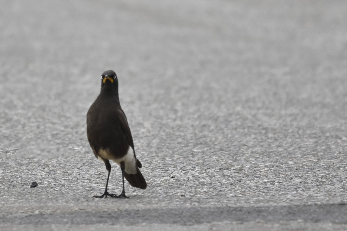 Estornino Bicolor - ML645579664