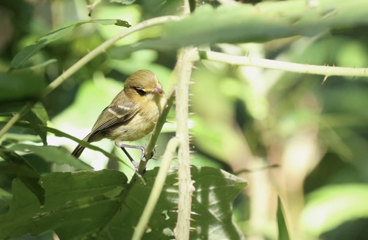 Vireo de Manglar - ML645579665