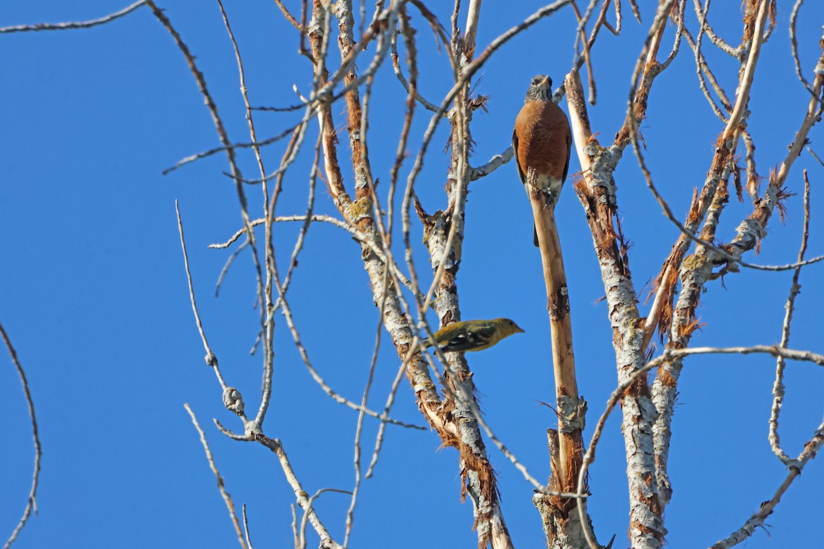 Zorzal Americano - ML645579667