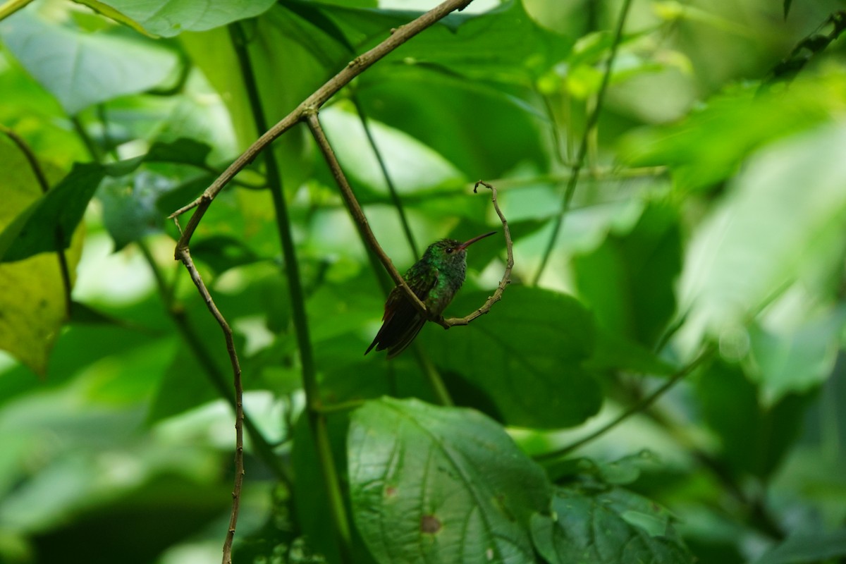 Esmeralda de Canivet - ML645579668