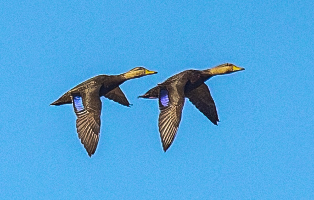 Ánade Sombrío - ML645579669