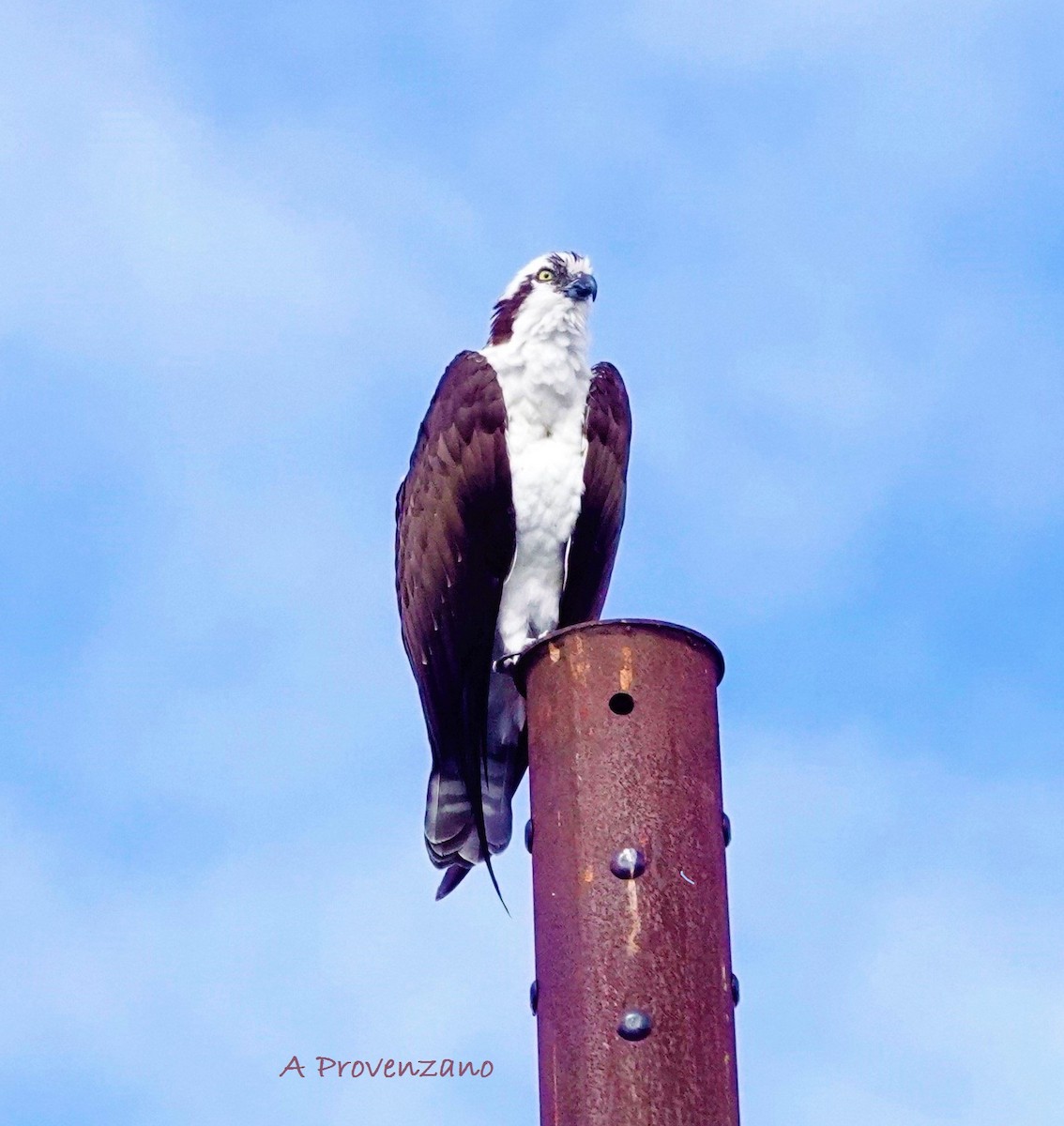 Águila Pescadora - ML645579670