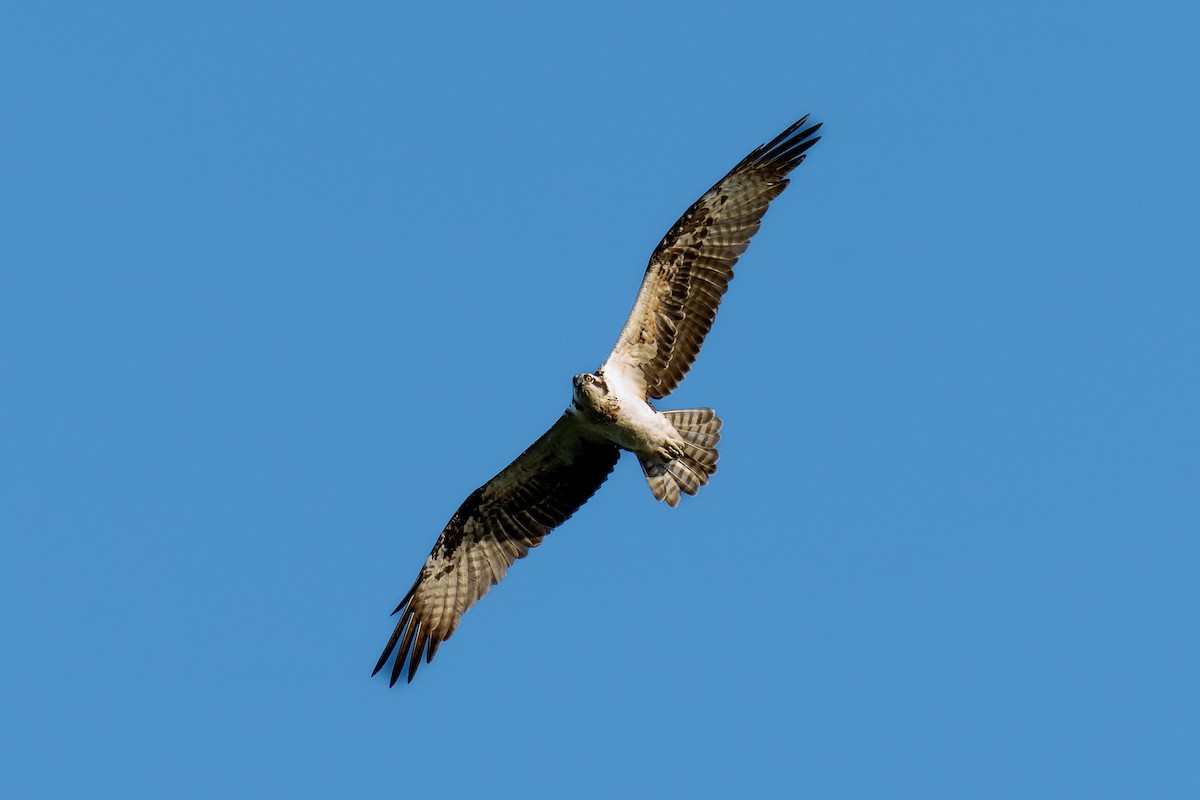 Águila Pescadora - ML645579671