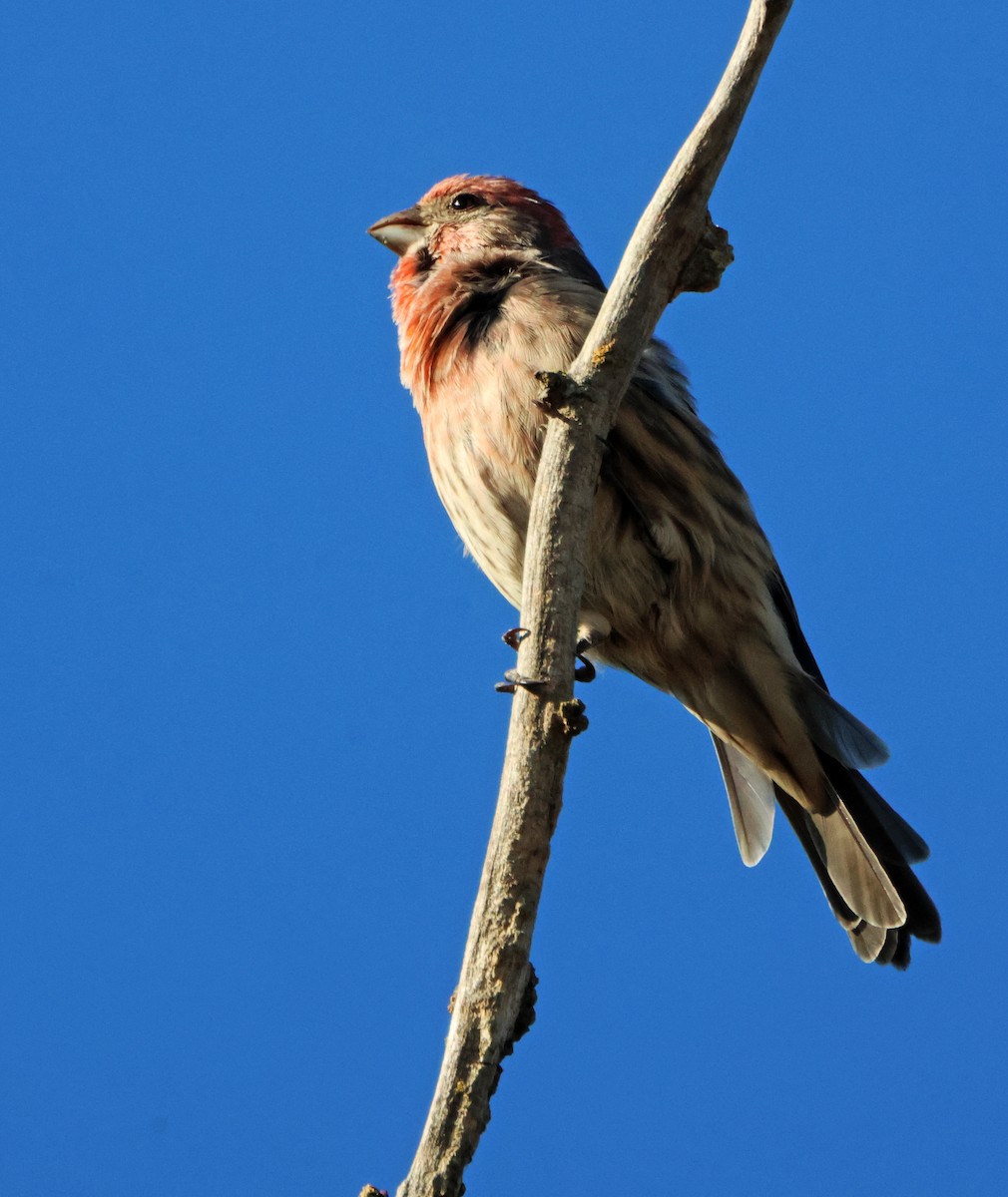 Camachuelo Mexicano - ML645579673