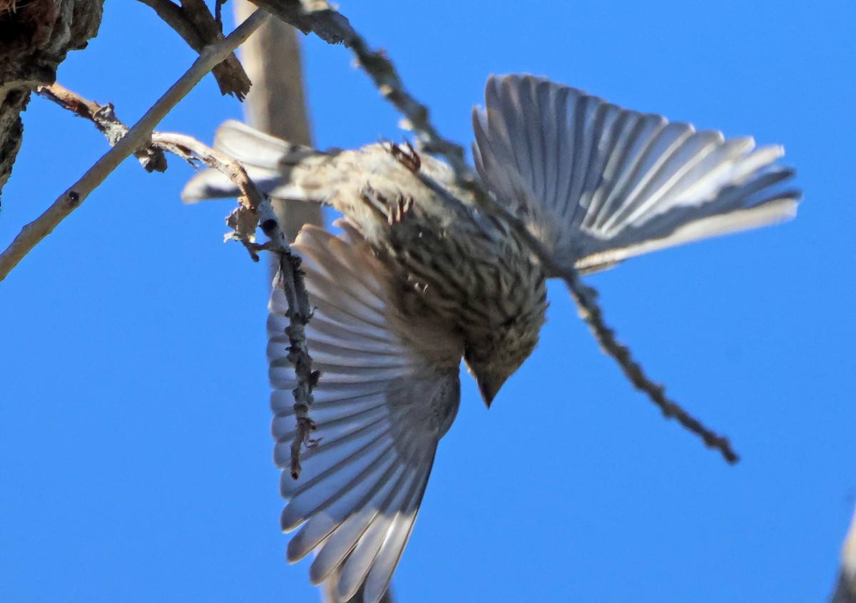 Camachuelo Mexicano - ML645579677