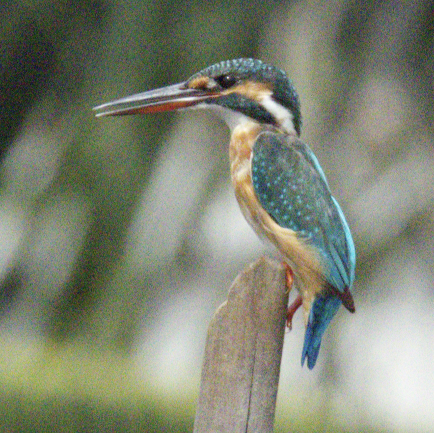 Martín Pescador Común (grupo atthis) - ML645579678