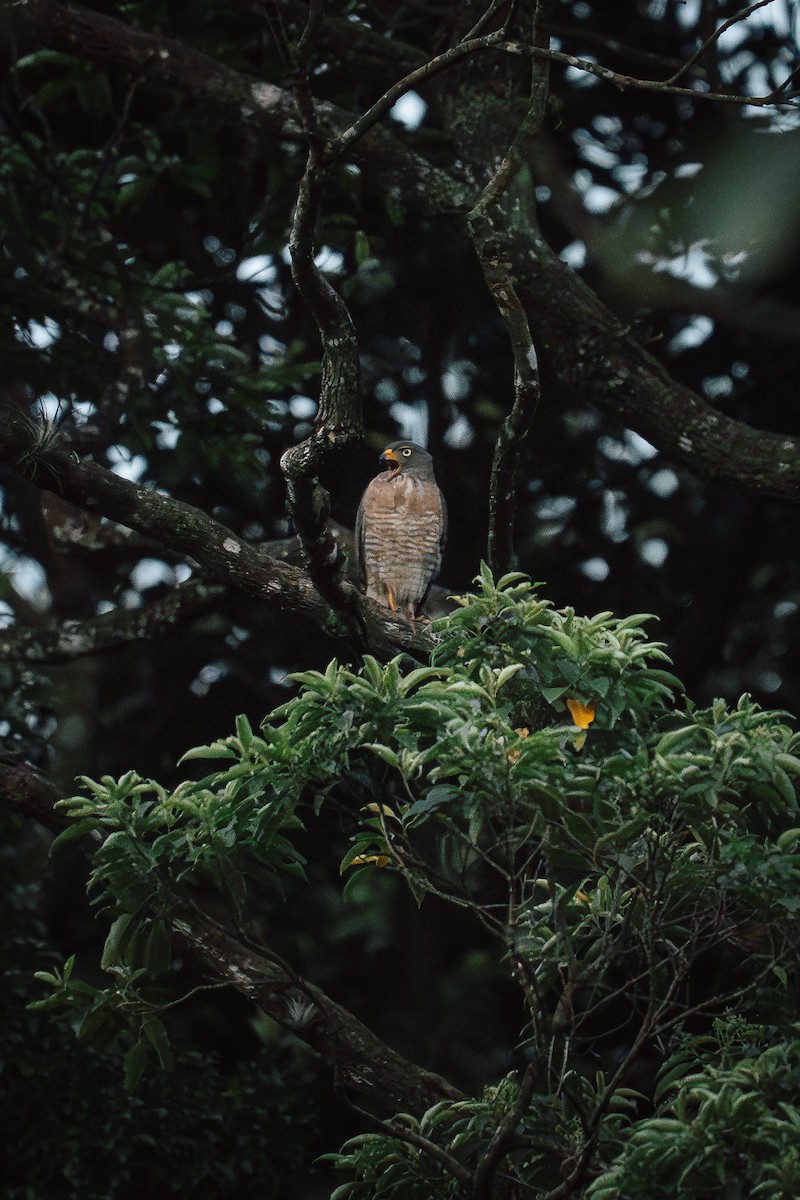 Busardo Caminero - ML645579679