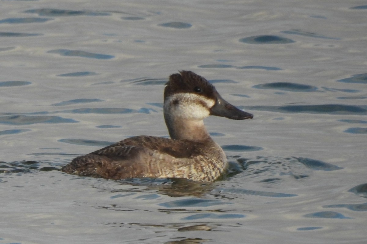 Malvasía Canela - ML645579680