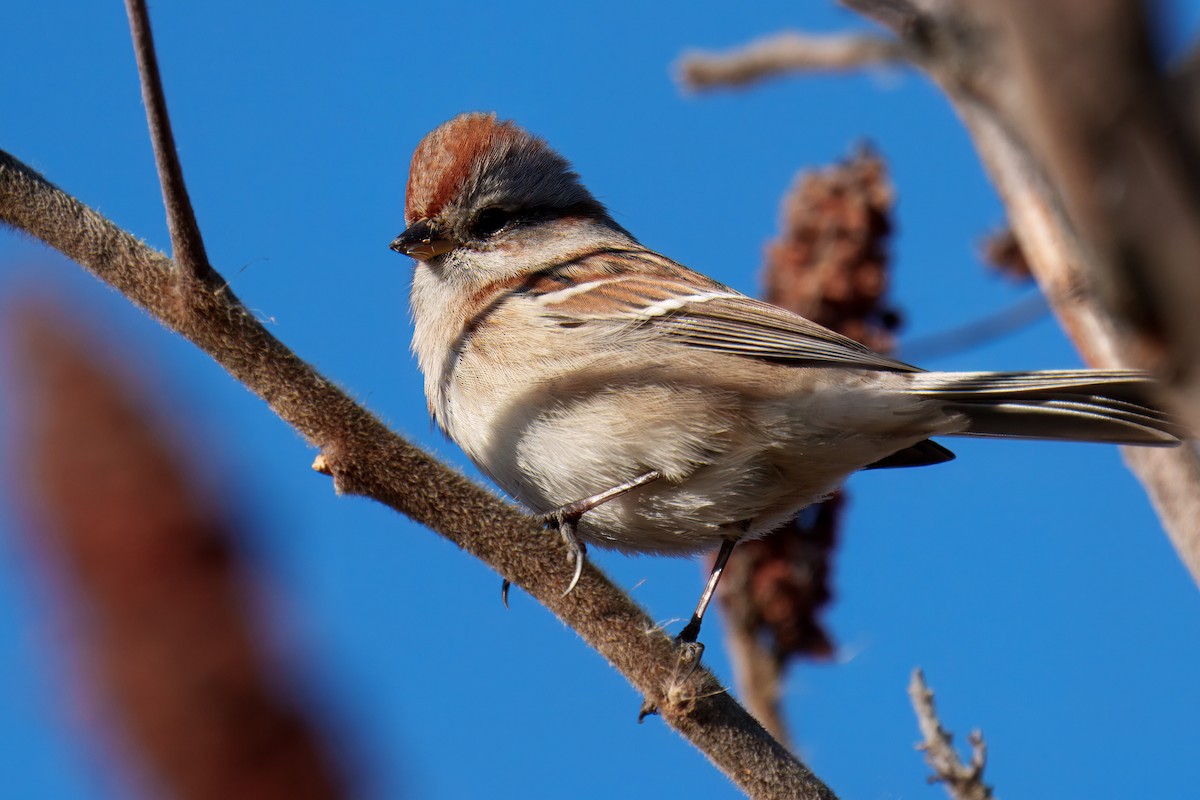 Chingolo Arbóreo - ML645579681