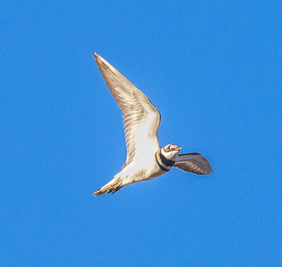 Chorlitejo Culirrojo - ML645579683