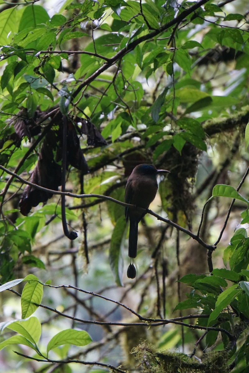 Momoto sp. - ML645579685