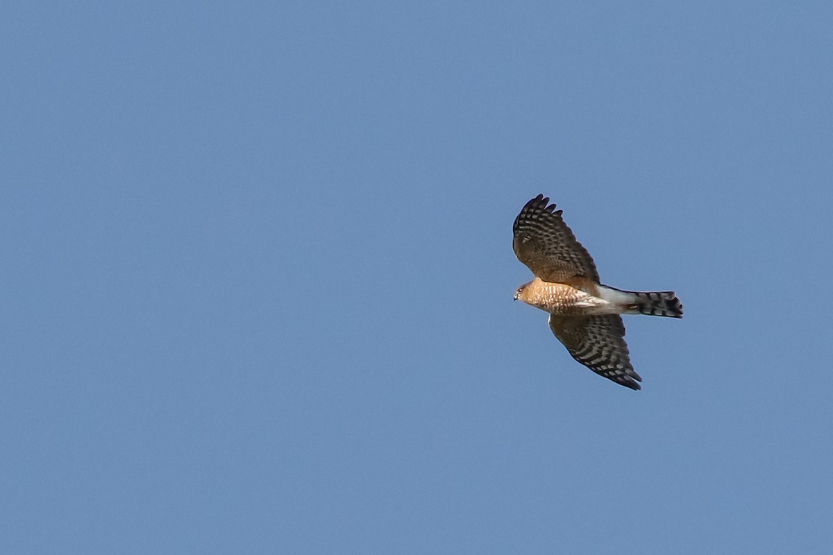 Gavilán Americano - ML645579686