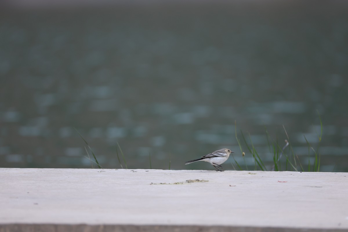 Lavandera Blanca - ML645579687