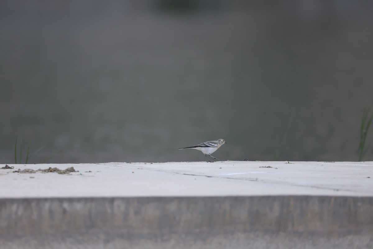 Lavandera Blanca - ML645579688