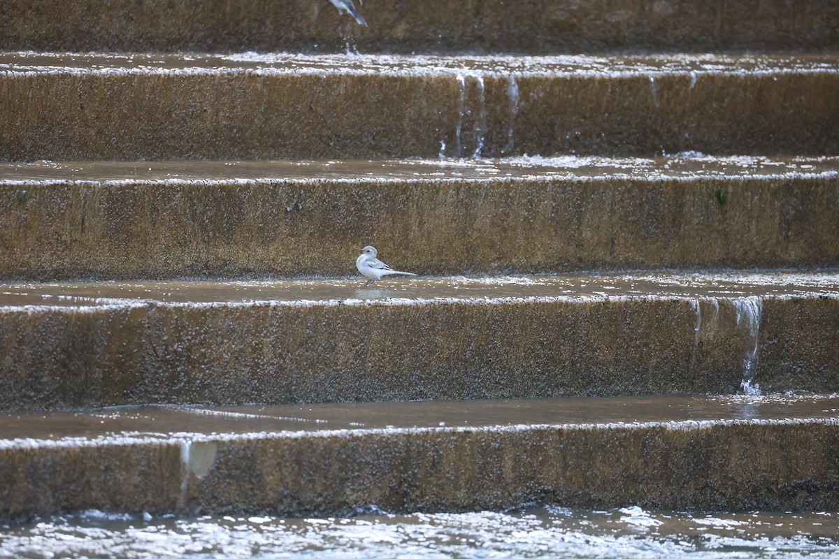 Lavandera Blanca - ML645579689