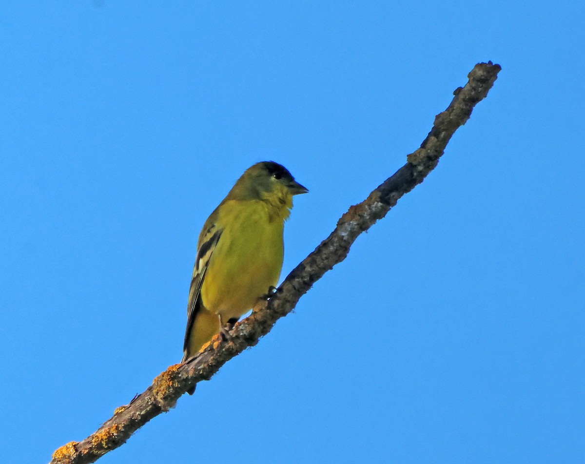 Jilguero Menor - ML645579690