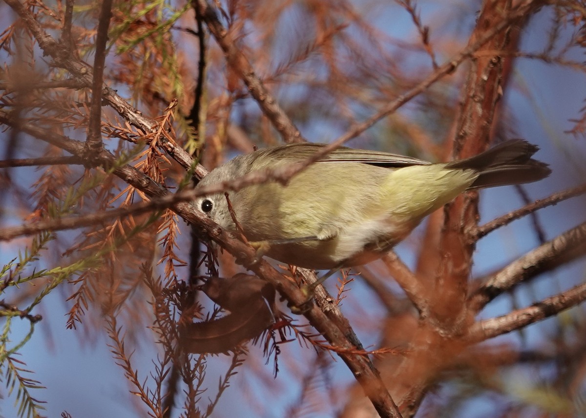 Reinita Coroninaranja - ML645579692