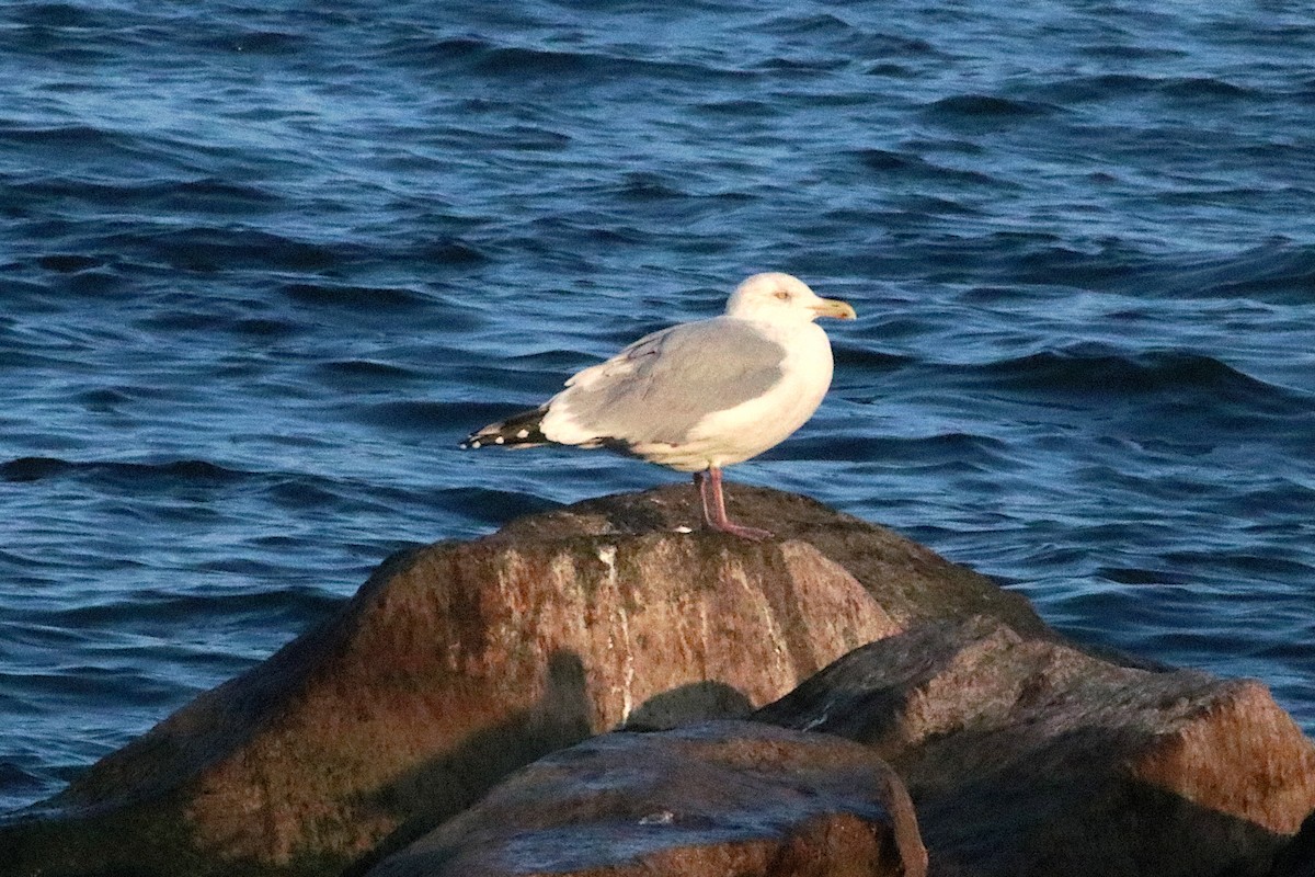 Gaviota Argéntea Americana - ML645579693