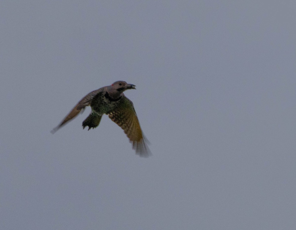 Carpintero Escapulario (Dorado) - ML645579694