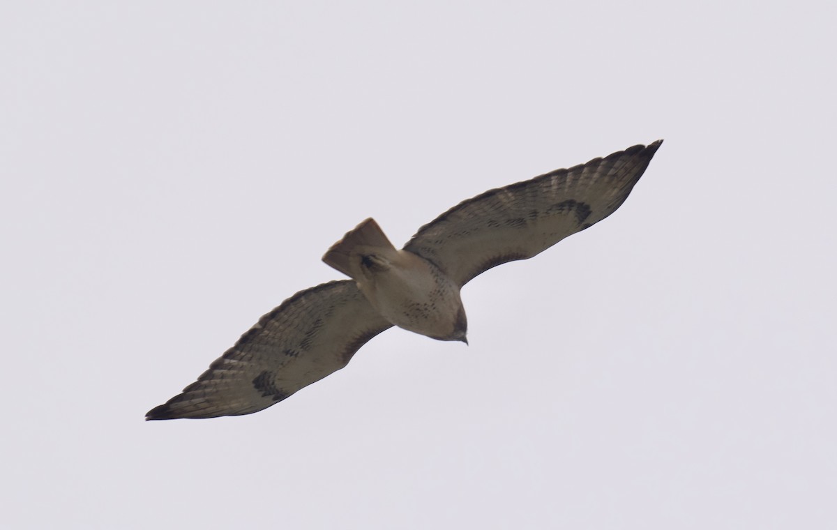 Busardo Colirrojo - ML645579695