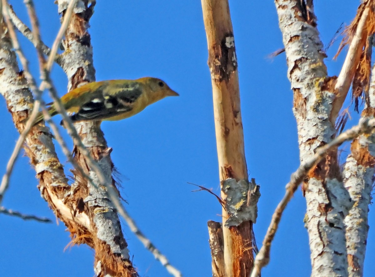 Piranga Carirroja - ML645579696