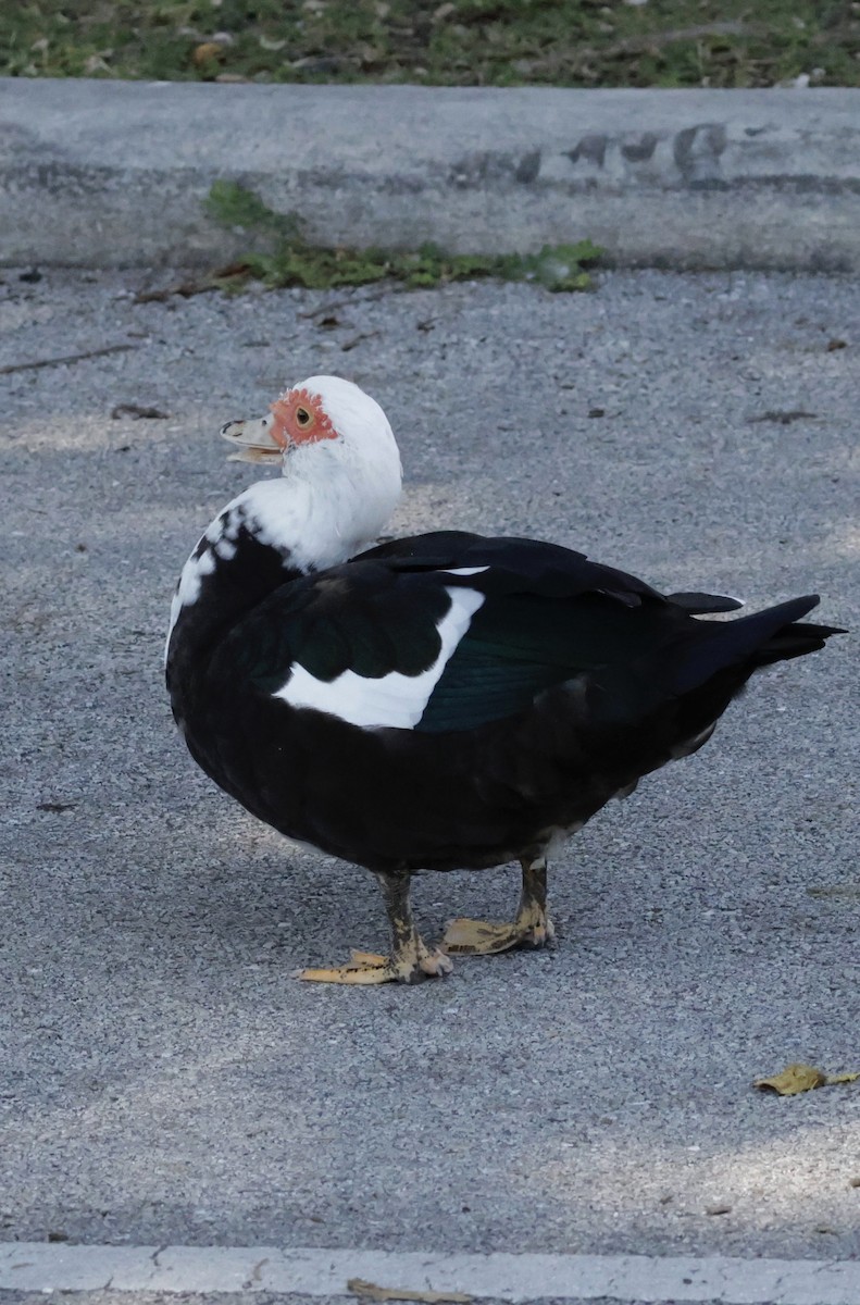 ノバリケン（家畜） - ML645579697