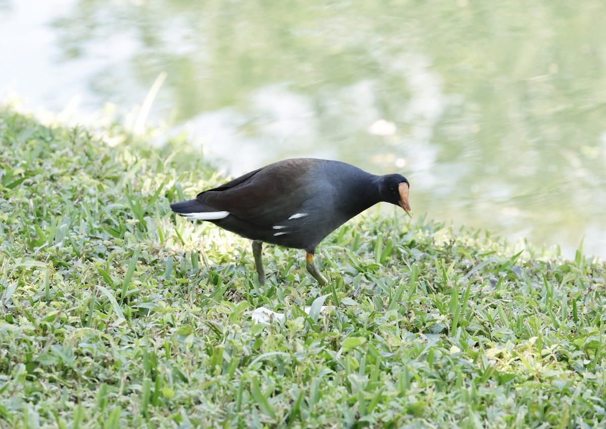 アメリカバン - ML645579710