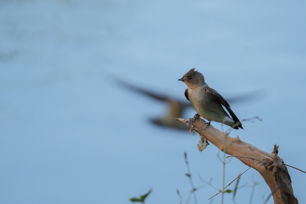 Southern Rough-winged Swallow - ML645579711