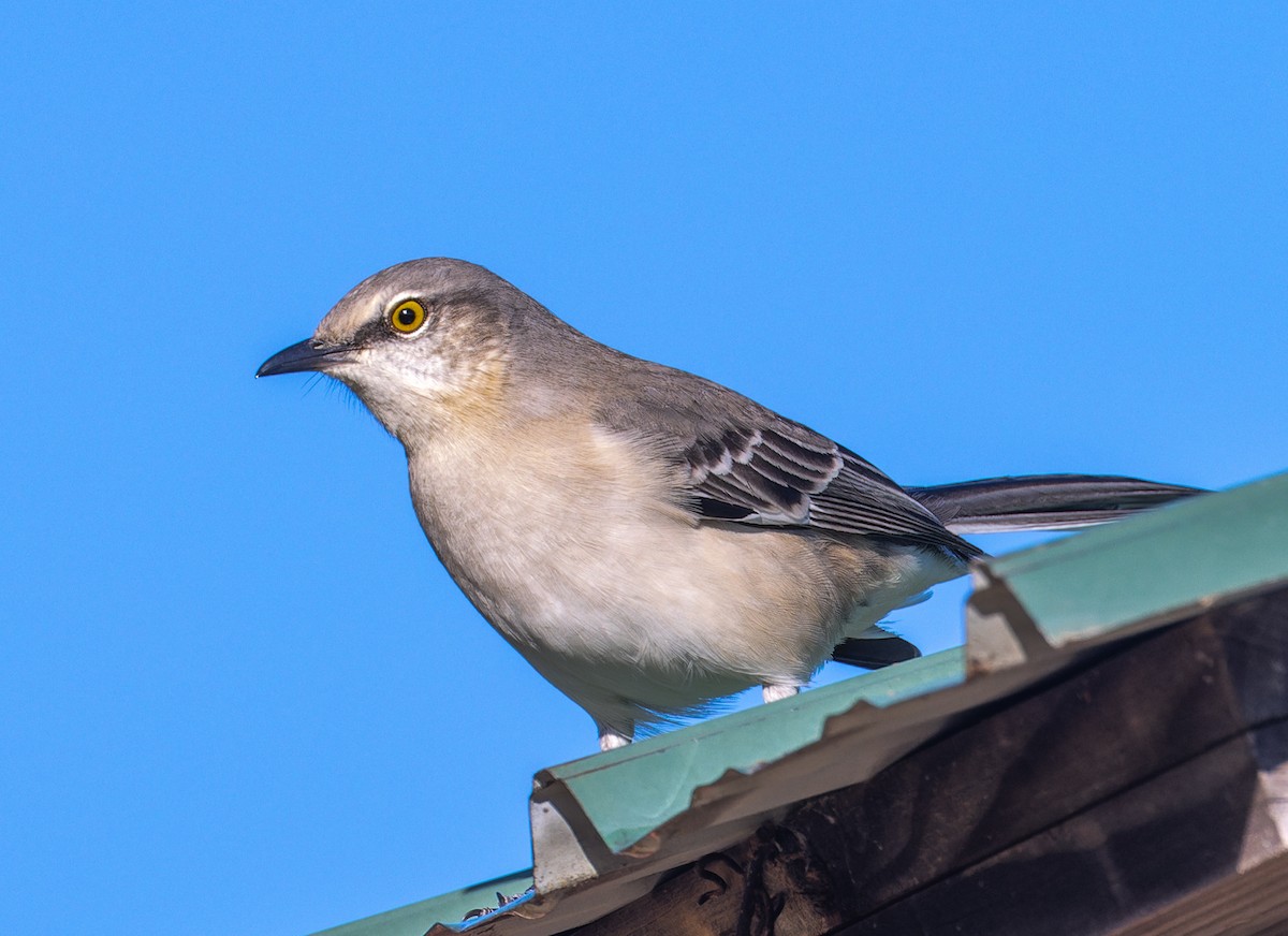 Northern Mockingbird - ML645579716