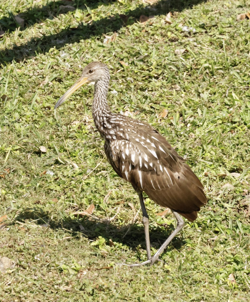 ツルモドキ - ML645579718