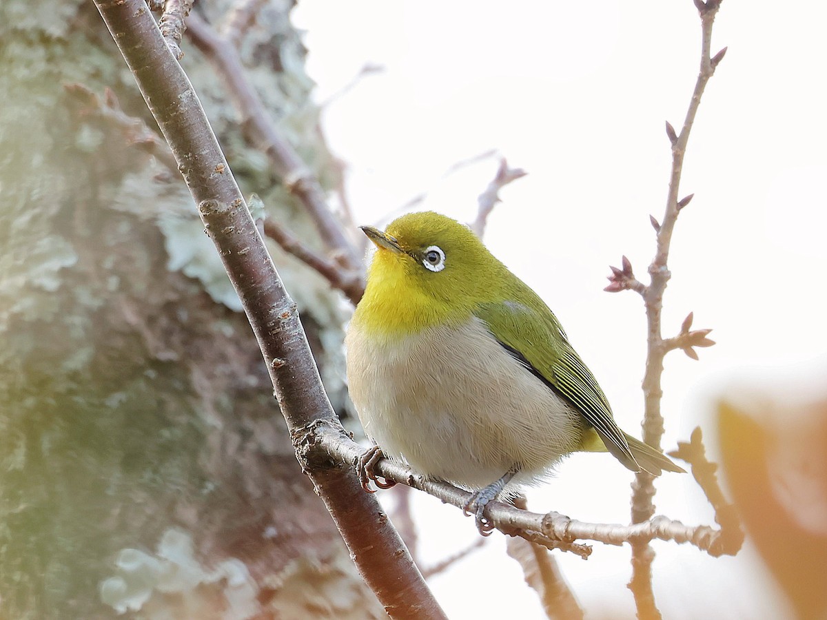 Warbling White-eye - ML645579734