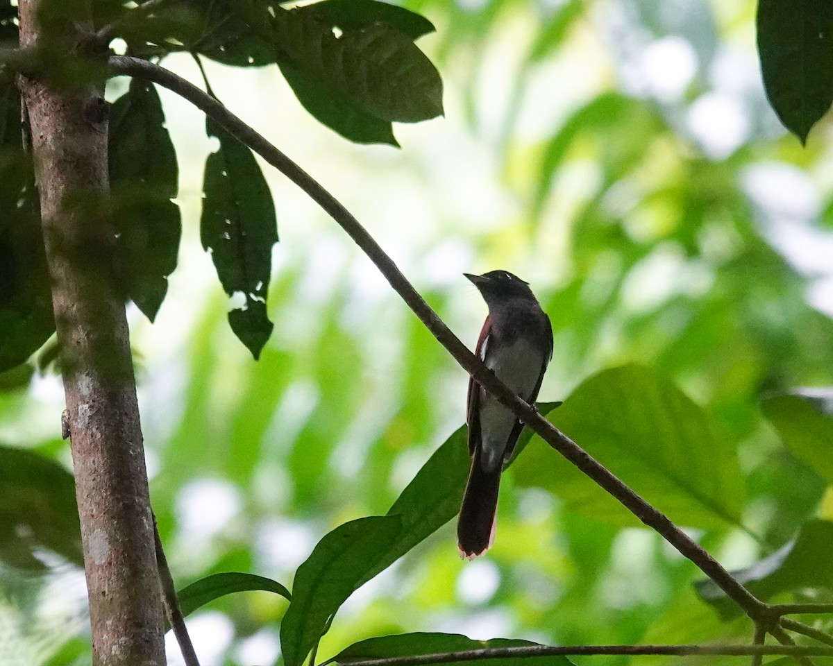 Black Paradise-Flycatcher - ML645579744