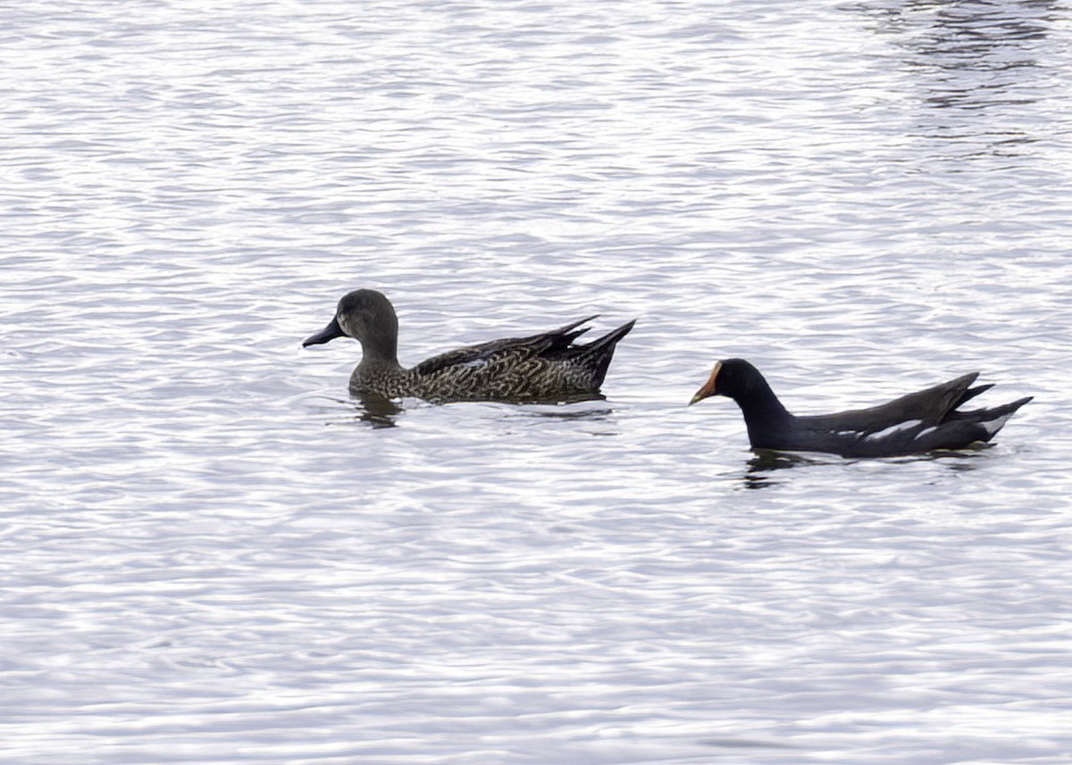Blue-winged Teal - ML645579745