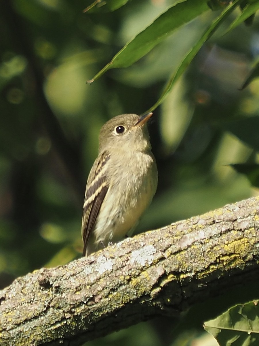 Yellow-bellied Flycatcher - ML645579747