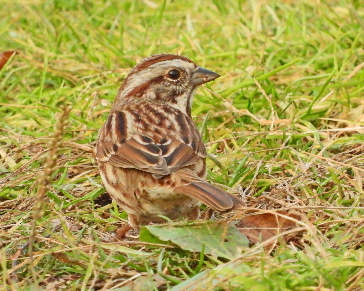 Song Sparrow - ML645579748