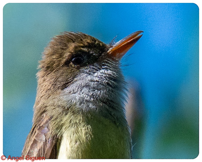 Swainson's Flycatcher - ML645579754