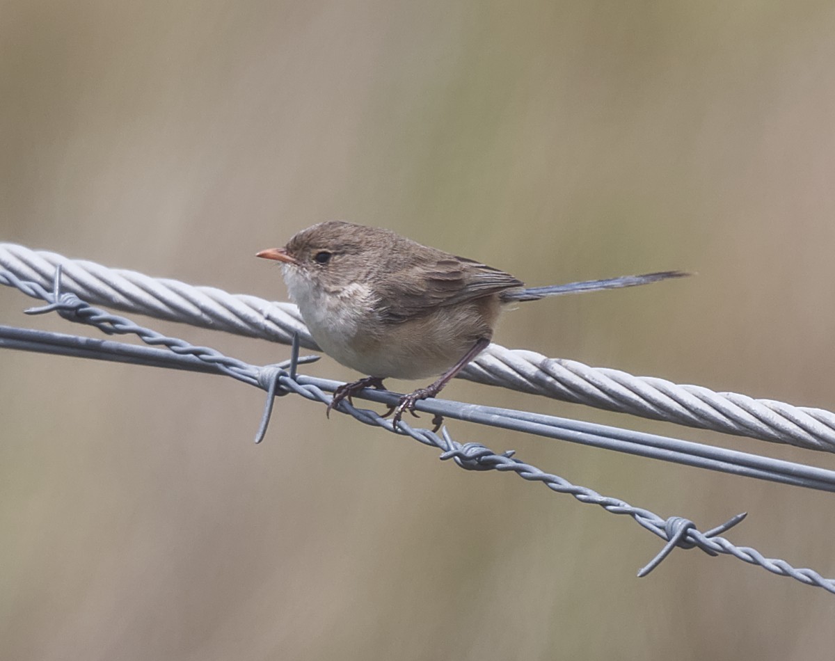 White-winged Fairywren - ML645579756