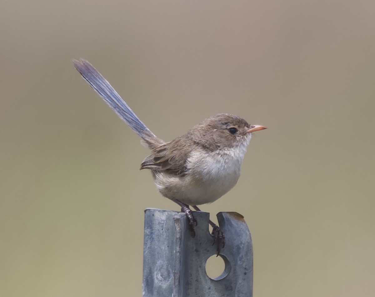 White-winged Fairywren - ML645579757
